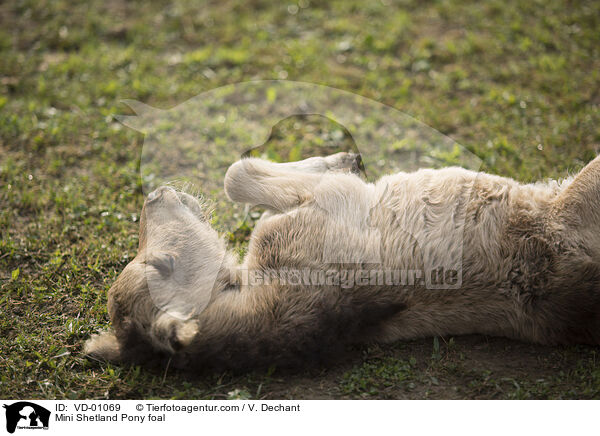 Mini Shetland Pony foal / VD-01069