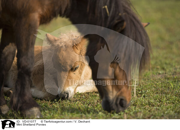 Mini Shetland Ponies / VD-01077