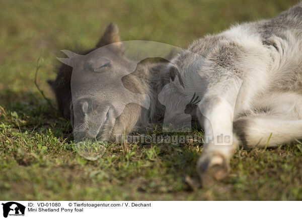 Mini Shetland Pony foal / VD-01080