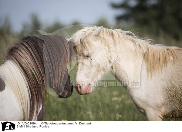 2 Mini Shetland Ponies / VD-01094