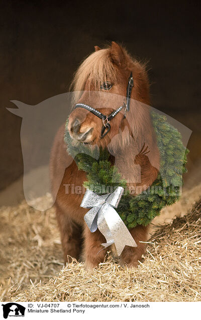 Mini Shetland Pony / Miniature Shetland Pony / VJ-04707