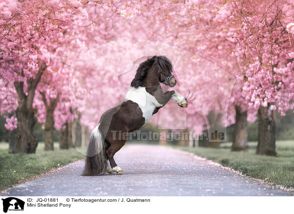 Mini Shetland Pony / JQ-01881