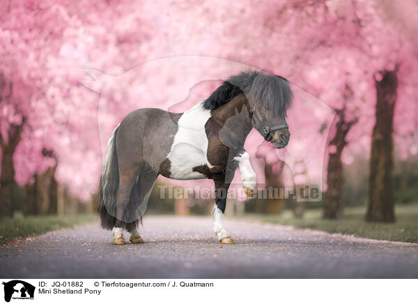 Mini Shetland Pony / Mini Shetland Pony / JQ-01882