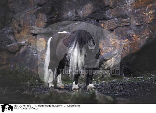 Mini Shetland Pony / JQ-01896