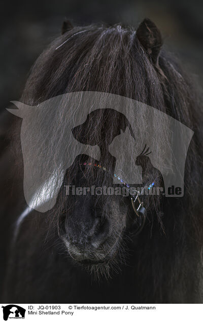 Mini Shetland Pony / JQ-01903