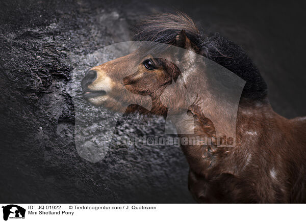 Mini Shetland Pony / JQ-01922