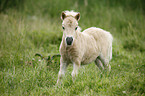 Miniature Shetland Pony foal