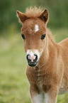 Miniature Shetland Pony foal