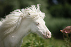 Mini Shetland Pony Portrait