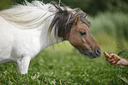Mini Shetland Pony Portrait