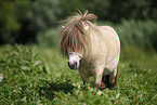 Mini Shetland Pony