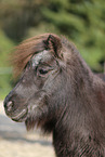 Mini Shetland Pony Portrait
