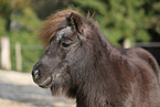 Mini Shetland Pony Portrait
