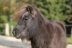 Mini Shetland Pony Portrait