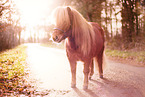 Mini Shetland Pony