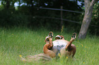 rolling Mini Shetland Pony