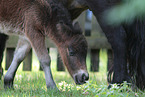 Mini Shetland Ponys
