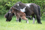 Mini Shetland Ponys