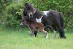 Mini Shetland Ponys
