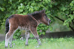 Mini Shetland Pony