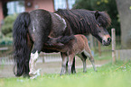 Mini Shetland Ponys