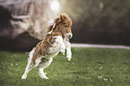 Mini Shetland Pony Foal