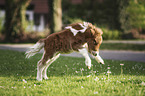 Mini Shetland Pony Foal