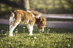 Mini Shetland Pony Foal