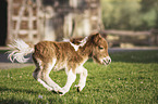 Mini Shetland Pony Foal