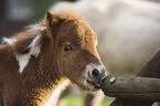 Mini Shetland Pony Foal