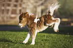 Mini Shetland Pony Foal