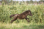 running Mini Shetland Pony