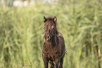Mini Shetland Pony