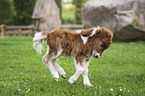 Mini Shetland Pony Foal