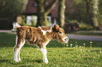 Mini Shetland Pony Foal