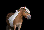 Mini Shetland Pony