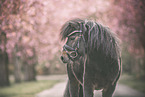 Mini Shetland Pony Portrait