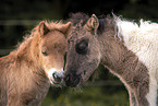 Mini Shetland Pony foals