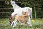 Mini Shetland Ponies