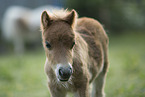 Mini Shetland Pony foal