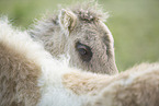 Mini Shetland Pony foals