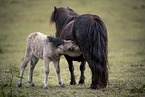 Mini Shetland Ponies