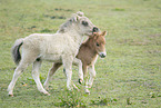 Mini Shetland Pony foals