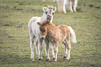 Mini Shetland Pony foals