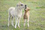 Mini Shetland Pony foals