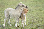 Mini Shetland Pony foals