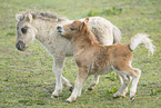 Mini Shetland Pony foals