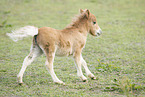 Mini Shetland Pony foal
