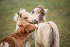 Mini Shetland Ponies
