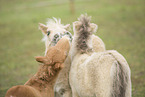 Mini Shetland Ponies